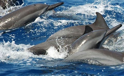 Whale and Dolphin Watching Tour in Mirissa, Sri Lanka