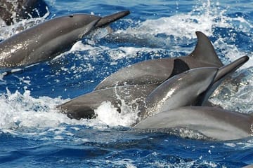 Whale and Dolphin Watching Tour in Mirissa, Sri Lanka