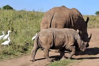 Nairobi National Park Open Game Viewer Landcruiser Safari 6