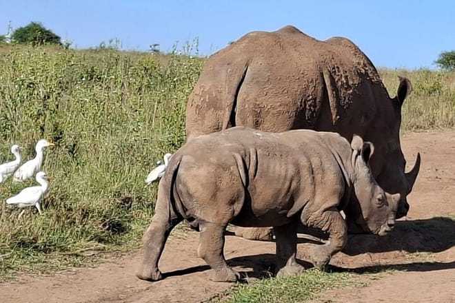 Nairobi National Park Open Game Viewer Landcruiser Safari 6