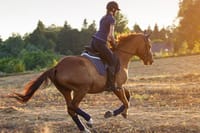 Desert Horse Riding- 1 Hour 1