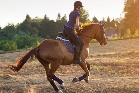 Desert Horse Riding- 1 Hour