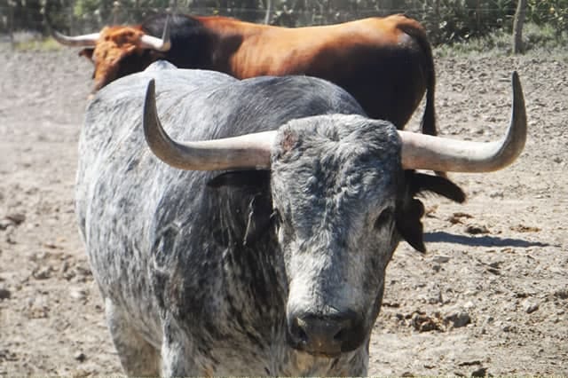 Visit to a Cattle Ranch of Toros Bravos in Seville photo 3