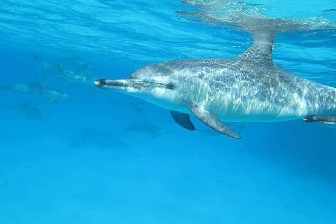 Private Speed Boat to DOLPHINS House &amp; Water activities -HURGHADA