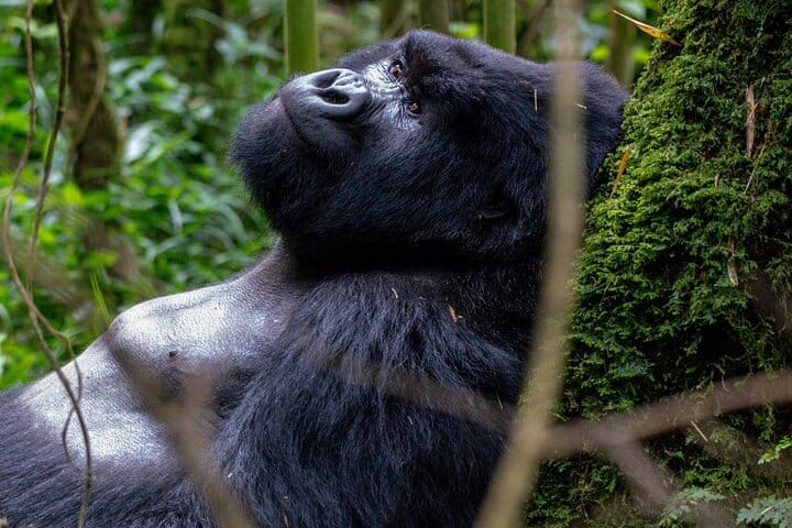 2 Days Uganda Gorilla Trek from Kigali