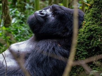 Gorilla Trekking Tour in Uganda from Kigali for 2 Days