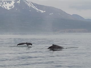 Húsavík: Small-Family Run, Responsible Whale Watching, photo 38