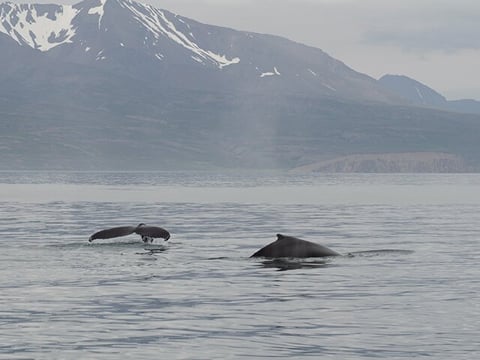 Húsavík: Whale Watching Tour with Heated Indoor Seating, photo 38