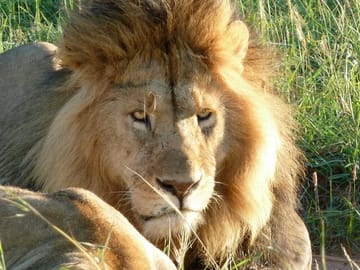 king of the Jungle in masaai mara.