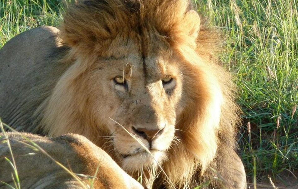 3 Day Maasai Mara Shared Safari In a Land Cruiser