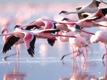4 Days Masai Mara and Lake Nakuru Group Safari From Nairobi