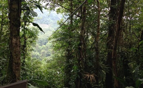 Canopy Zip Line Adventure at Hanging Bridges from San José