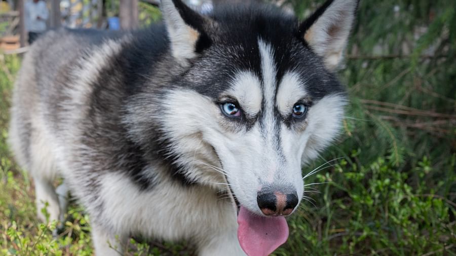 Husky Park visit, guided tour, Siberian Husky, Rovaniemi Lapland