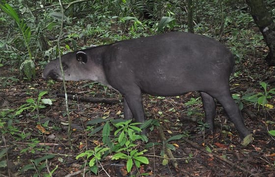 Corcovado Day trip -Sirena station