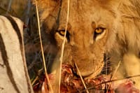 Close-up of a young lion with golden eyes looking directly at the camera while feeding in the wild.