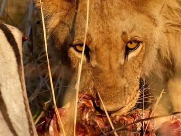 Tanzania Safari Adventure: Big Five in Serengeti and Ngorongoro
