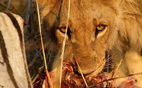 Tanzania Safari Adventure: Big Five in Serengeti and Ngorongoro