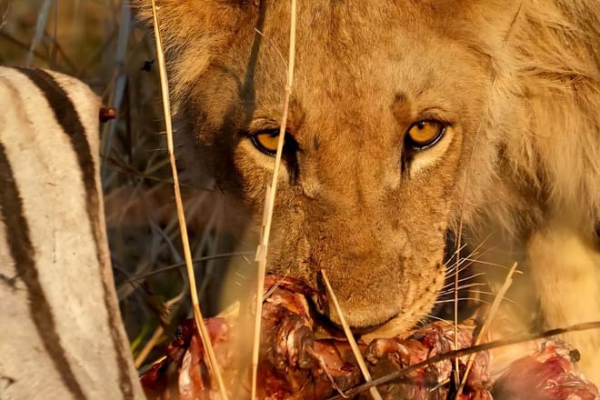 Close-up of a young lion with golden eyes looking directly at the camera while feeding in the wild.
