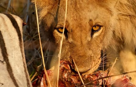 Tanzania Safari Adventure: Big Five in Serengeti and Ngorongoro