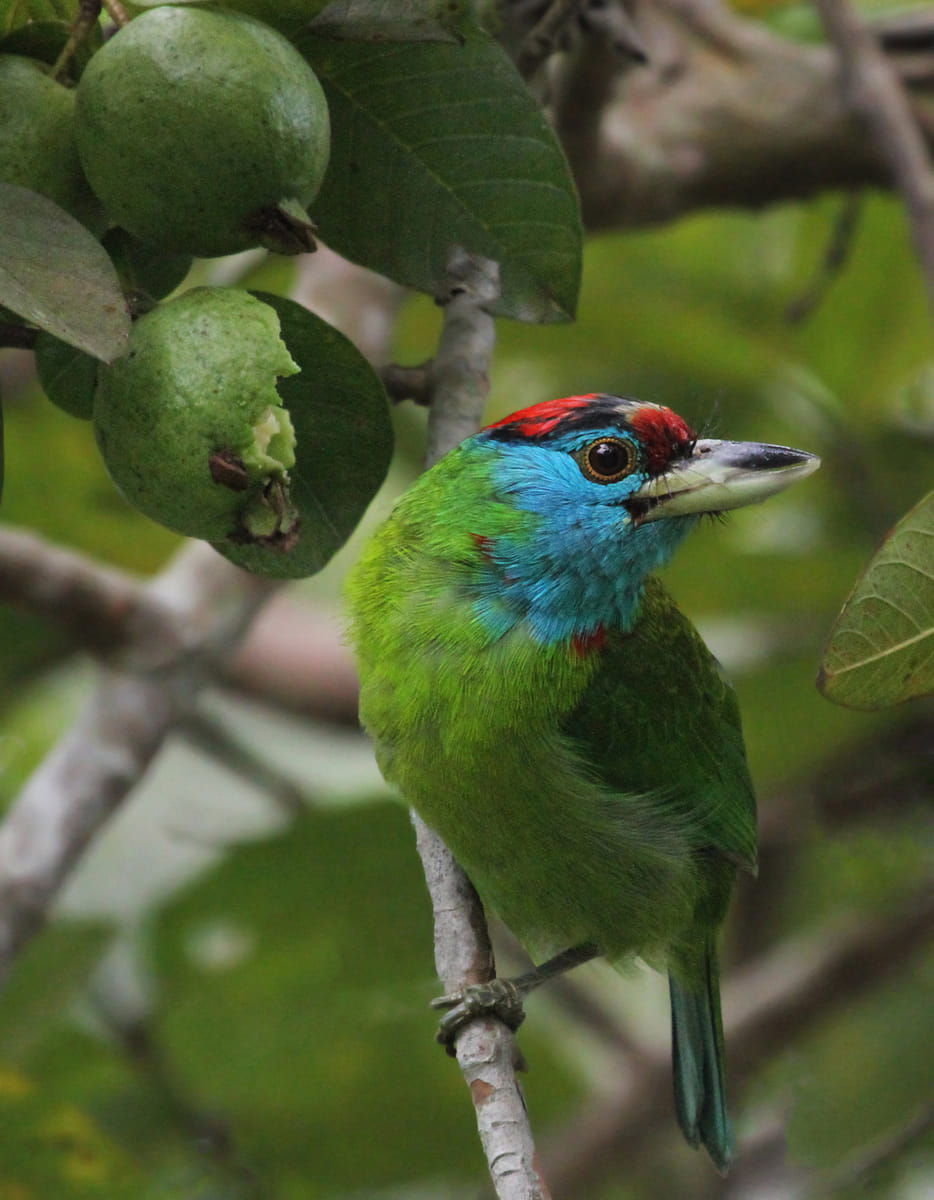 19 Days Mera Peak Climbing & Expedition – One Life-Changing Himalayan Adventure