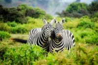 Lake Naivasha National park