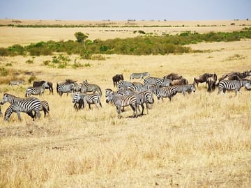 Glimpse of common zebra at the Maasai mara plains