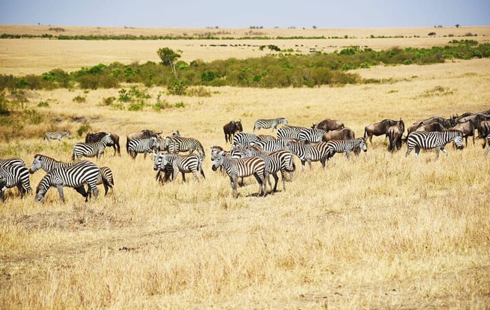 4-Day 3-Night Masai Mara Reserve Only Guided Safari