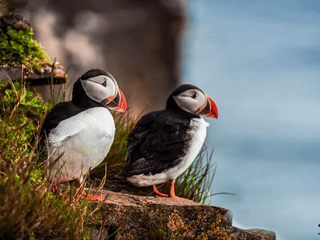 Vestmannaeyjar Day Tour, photo 13