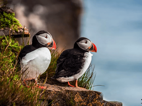 Vestmannaeyjar Day Tour, photo 13