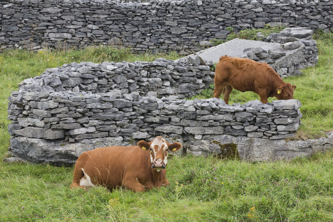Electric biking on Inishbofin Island. Galway. Self guided.  photo 5