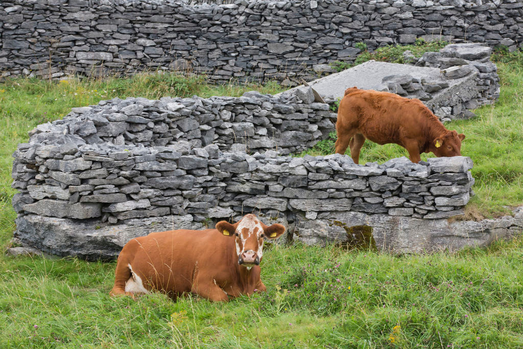 Electric biking on Inishbofin Island. Galway. Self guided.  5