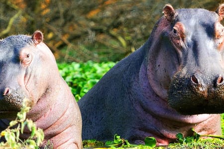 2 days Tour to Hell’s Gate, Lake Naivasha & Crescent Island