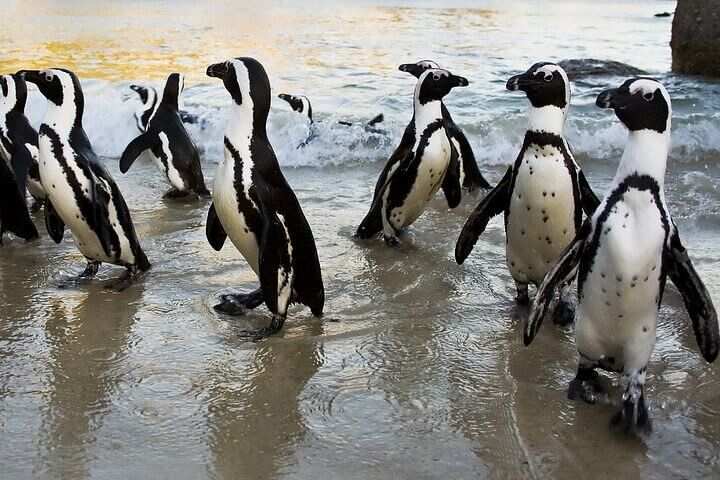 Table Mountain, Penguins & Cape Point Private Tour with Gate Fees