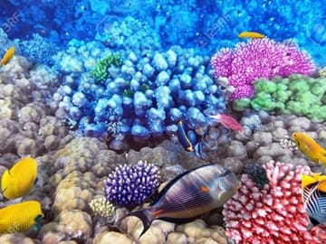 Semi Submarine Tour to Explore Coral Reefs in Sharm El Sheikh