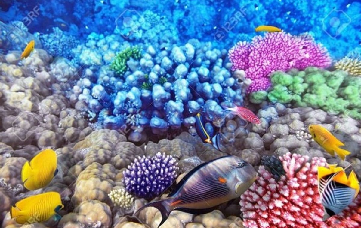 Semi Submarine Tour to Explore Coral Reefs in Sharm El Sheikh