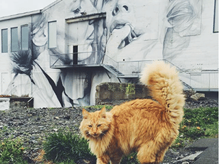Private Combo Reykjavik Folklore & CatWalk, photo 15