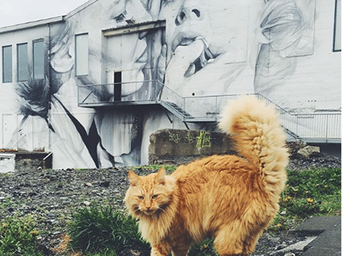 Private Combo Reykjavik Folklore & CatWalk, photo 15