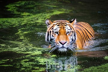 Day Trip from Goa to Anshi National Park and Dandeli Adventure