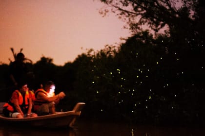 Fireflies Tour with Blue Tears & Seafood Dinner on Private Basis