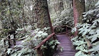 Mount Doi Inthanon Sunrise and Hiking 7