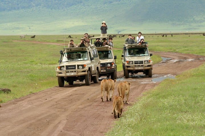 Kenya & Tanzania on a Budget: An 8-Day Safari Adventure!