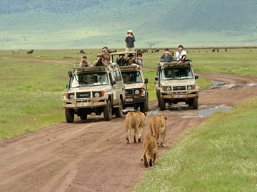 game drive