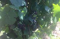 Scenic Private Yarra Valley Wine Tour  4