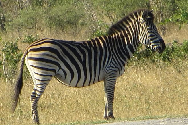 Hwange and Matopo National Park 5 nights Safari Tour 5