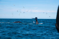 Whale tail visible above the ocean in Faxaflói Bay