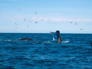 Whale tail visible above the ocean in Faxaflói Bay