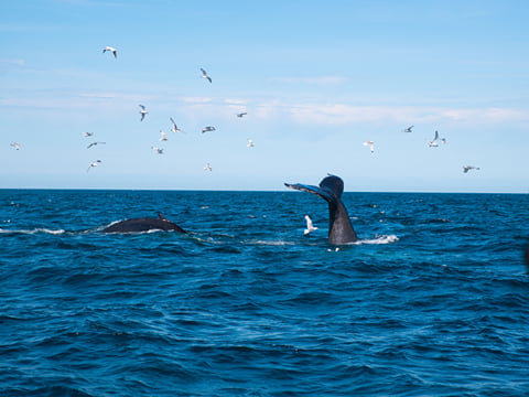 Whale tail visible above the ocean in Faxaflói Bay