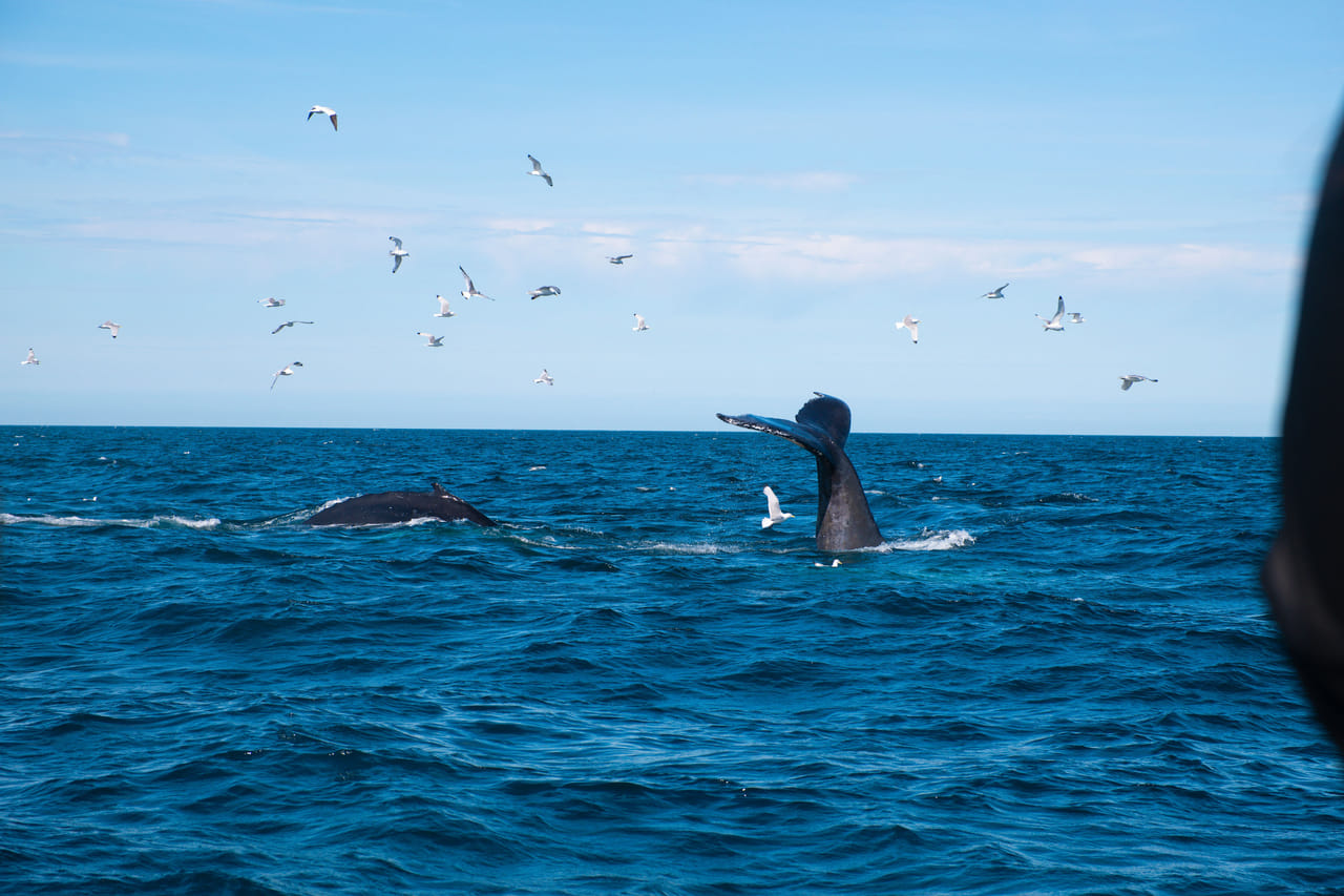 Whale tail visible above the ocean in Faxaflói Bay