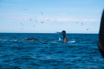 Whale Watching Adventure in Reykjavík, Iceland