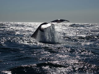 Whale watching - Downtown Reykjavík, photo 17